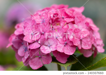 雨後粉紅色的繡球花，是日本梅雨季節的典型景象。 140307660