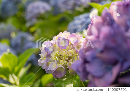 Purple hydrangeas after the rain, a scene of Japan's rainy season. Purple hydrangeas after the rain, a scene of Japan's rainy season. 140307791