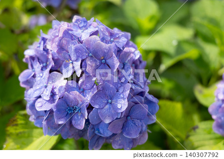 Purple hydrangeas after the rain, a scene of Japan's rainy season. Purple hydrangeas after the rain, a scene of Japan's rainy season. 140307792