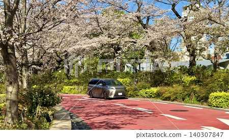 A car running along a row of cherry blossom trees in full bloom A car running along a row of cherry blossom trees in full bloom 140307847
