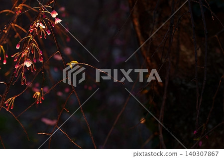 黃昏時分,一棵垂枝櫻花樹在春意盎然的背景下搖曳生姿。 黃昏時分,一棵垂枝櫻花樹在春意盎然的背景下搖曳生姿。 140307867