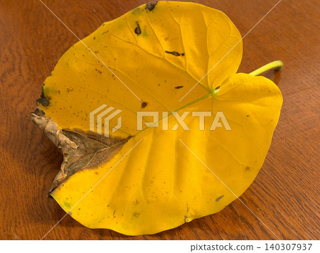 大自然描繪的榕樹（Ficus umbellata）黃色葉片的美麗紋理。 140307937