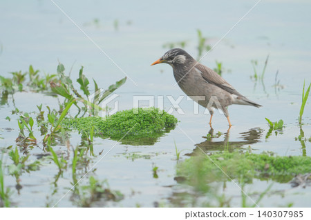 一隻椋鳥孤零零地站在水邊。 一隻椋鳥孤零零地站在水邊。 140307985
