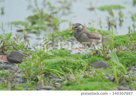 一隻椋鳥在水邊漫步 一隻椋鳥在水邊漫步 140307987