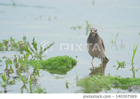 一隻椋鳥孤零零地站在水邊。 一隻椋鳥孤零零地站在水邊。 140307989