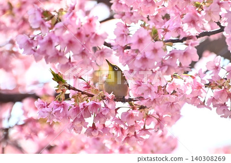 A Japanese white-eye bird standing among the fully bloomed Kawazu cherry blossoms. A Japanese white-eye bird standing among the fully bloomed Kawazu cherry blossoms. 140308269