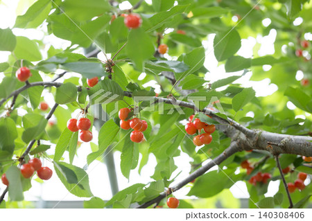 佐藤錦櫻桃為初夏增添了色彩。 佐藤錦櫻桃為初夏增添了色彩。 140308406
