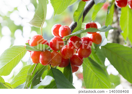 Sato Nishiki cherries add color to early summer. 140308408