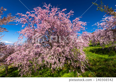 Iizunayama Park, a famous cherry blossom viewing spot in Morohigashibo, Komoro City, Nagano Prefecture: A view of the Komoro Yaebenishidare cherry blossoms, a species endemic to the area, blooming on the hillside. Iizunayama Park, a famous cherry blossom viewing spot in Morohigashibo, Komoro City, Nagano Prefecture: A view of the Komoro Yaebenishidare cherry blossoms, a species endemic to the area, blooming on the hillside. 140308542