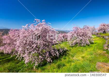 Iizunayama Park, a famous cherry blossom viewing spot in Morohigashibo, Komoro City, Nagano Prefecture: A view of the Komoro Yaebenishidare cherry blossoms, a species endemic to the area, blooming on the hillside. 140308547