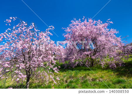 Iizunayama Park, a famous cherry blossom viewing spot in Morohigashibo, Komoro City, Nagano Prefecture: A view of the Komoro Yaebenishidare cherry blossoms, a species endemic to the area, blooming on the hillside. Iizunayama Park, a famous cherry blossom viewing spot in Morohigashibo, Komoro City, Nagano Prefecture: A view of the Komoro Yaebenishidare cherry blossoms, a species endemic to the area, blooming on the hillside. 140308550