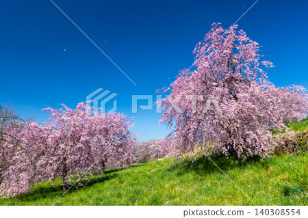 Iizunayama Park, a famous cherry blossom viewing spot in Morohigashibo, Komoro City, Nagano Prefecture: A view of the Komoro Yaebenishidare cherry blossoms, a species endemic to the area, blooming on the hillside. Iizunayama Park, a famous cherry blossom viewing spot in Morohigashibo, Komoro City, Nagano Prefecture: A view of the Komoro Yaebenishidare cherry blossoms, a species endemic to the area, blooming on the hillside. 140308554