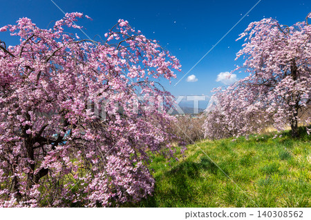 Iizunayama Park, a famous cherry blossom viewing spot in Morohigashibo, Komoro City, Nagano Prefecture: A view of the Komoro Yaebenishidare cherry blossoms, a species endemic to the area, blooming on the hillside. Iizunayama Park, a famous cherry blossom viewing spot in Morohigashibo, Komoro City, Nagano Prefecture: A view of the Komoro Yaebenishidare cherry blossoms, a species endemic to the area, blooming on the hillside. 140308562