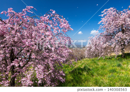 Iizunayama Park, a famous cherry blossom viewing spot in Morohigashibo, Komoro City, Nagano Prefecture: A view of the Komoro Yaebenishidare cherry blossoms, a species endemic to the area, blooming on the hillside. Iizunayama Park, a famous cherry blossom viewing spot in Morohigashibo, Komoro City, Nagano Prefecture: A view of the Komoro Yaebenishidare cherry blossoms, a species endemic to the area, blooming on the hillside. 140308563