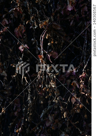Dead branches and fallen leaves illuminated by light Dead branches and fallen leaves illuminated by light 140308567