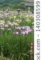 鳶尾花園裡的花朵 140308599