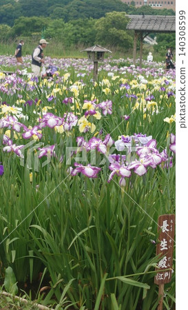 鳶尾花園裡的花朵 鳶尾花園裡的花朵 140308599