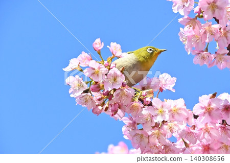 藍天、河津櫻花和日本白眼 藍天、河津櫻花和日本白眼 140308656