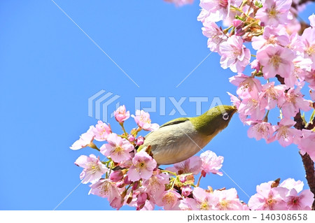 A Japanese white-eye bird sipping nectar from a Kawazu cherry blossom against a blue sky. A Japanese white-eye bird sipping nectar from a Kawazu cherry blossom against a blue sky. 140308658