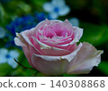 Drizzle and roses. 140308868