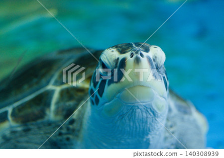 An adorable sea turtle gazing at us. 140308939