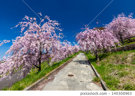 Iizunayama Park, a famous cherry blossom viewing spot in Morohigashibo, Komoro City, Nagano Prefecture: A view of the endemic Komoro Yaebenishidare cherry blossoms blooming along the walking path on the hillside. Iizunayama Park, a famous cherry blossom viewing spot in Morohigashibo, Komoro City, Nagano Prefecture: A view of the endemic Komoro Yaebenishidare cherry blossoms blooming along the walking path on the hillside. 140308963