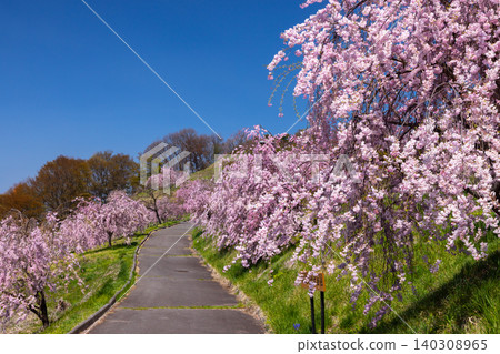 Iizunayama Park, a famous cherry blossom viewing spot in Morohigashibo, Komoro City, Nagano Prefecture: A view of the endemic Komoro Yaebenishidare cherry blossoms blooming along the walking path on the hillside. Iizunayama Park, a famous cherry blossom viewing spot in Morohigashibo, Komoro City, Nagano Prefecture: A view of the endemic Komoro Yaebenishidare cherry blossoms blooming along the walking path on the hillside. 140308965