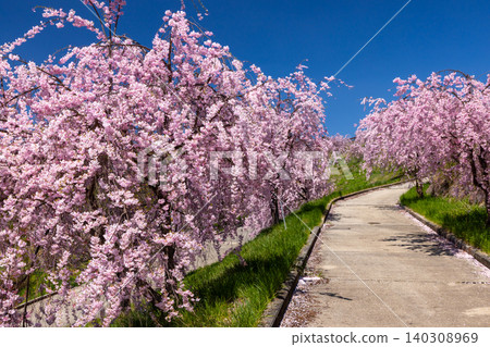 Iizunayama Park, a famous cherry blossom viewing spot in Morohigashibo, Komoro City, Nagano Prefecture: A view of the endemic Komoro Yaebenishidare cherry blossoms blooming along the walking path on the hillside. Iizunayama Park, a famous cherry blossom viewing spot in Morohigashibo, Komoro City, Nagano Prefecture: A view of the endemic Komoro Yaebenishidare cherry blossoms blooming along the walking path on the hillside. 140308969