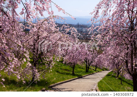 Iizunayama Park, a famous cherry blossom viewing spot in Morohigashibo, Komoro City, Nagano Prefecture: A view of the endemic Komoro Yaebenishidare cherry blossoms blooming along the walking path on the hillside. Iizunayama Park, a famous cherry blossom viewing spot in Morohigashibo, Komoro City, Nagano Prefecture: A view of the endemic Komoro Yaebenishidare cherry blossoms blooming along the walking path on the hillside. 140308972