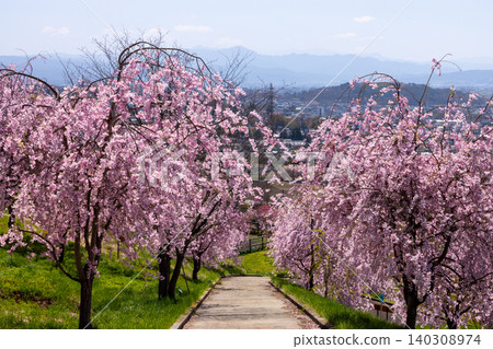 Iizunayama Park, a famous cherry blossom viewing spot in Morohigashibo, Komoro City, Nagano Prefecture: A view of the endemic Komoro Yaebenishidare cherry blossoms blooming along the walking path on the hillside. Iizunayama Park, a famous cherry blossom viewing spot in Morohigashibo, Komoro City, Nagano Prefecture: A view of the endemic Komoro Yaebenishidare cherry blossoms blooming along the walking path on the hillside. 140308974