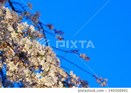Copy space for a blue sky and cherry blossoms in full bloom Copy space for a blue sky and cherry blossoms in full bloom 140308991