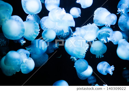 A fantastical swarm of jellyfish drifting in the dark water. A fantastical swarm of jellyfish drifting in the dark water. 140309022