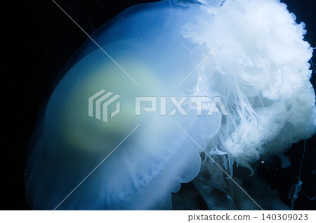 Mysterious jellyfish gracefully drifting in the water. Mysterious jellyfish gracefully drifting in the water. 140309023