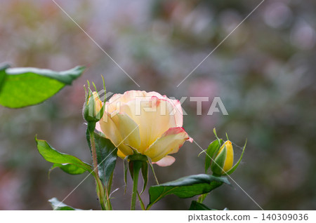 Yellow rose blossom and young buds in close-up against a blurred background. Yellow rose blossom and young buds in close-up against a blurred background. 140309036