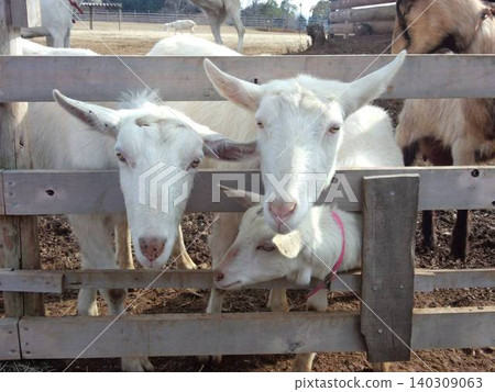 Two goats being raised on a farm 140309063
