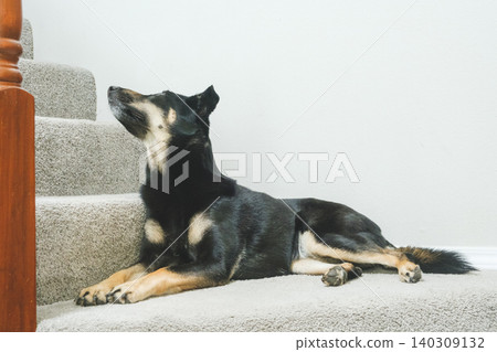 A cute Australian Kelpie puppy is lying on the stairs. A cute Australian Kelpie puppy is lying on the stairs. 140309132
