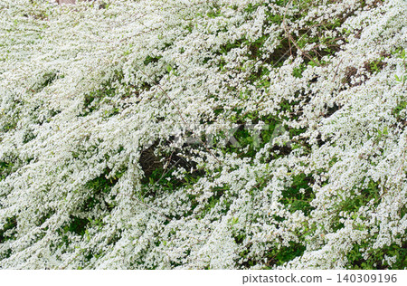 The spirea, with its branches covered in tiny white flowers, sways dynamically in waves. The spirea, with its branches covered in tiny white flowers, sways dynamically in waves. 140309196