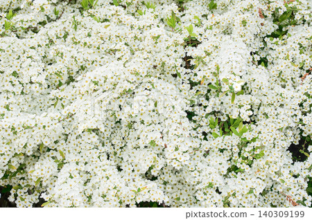 A close-up of the vibrant new green leaves and dense clusters of white spirea in bloom. A close-up of the vibrant new green leaves and dense clusters of white spirea in bloom. 140309199