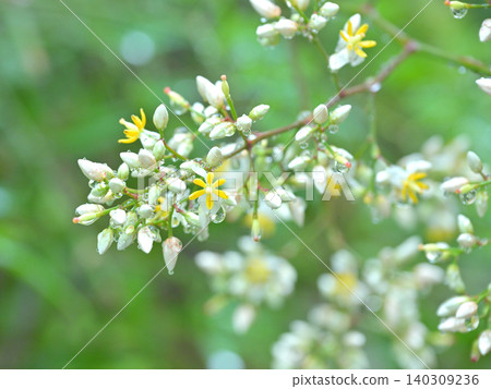 Nandina flowers adorned with raindrops: A scene of early summer blooming in a garden of fresh greenery. Nandina flowers adorned with raindrops: A scene of early summer blooming in a garden of fresh greenery. 140309236