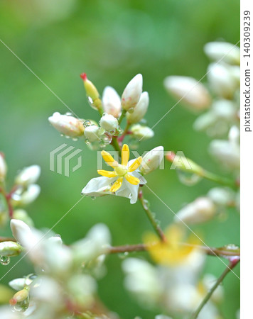 Nandina flowers adorned with raindrops: A scene of early summer blooming in a garden of fresh greenery. Nandina flowers adorned with raindrops: A scene of early summer blooming in a garden of fresh greenery. 140309239