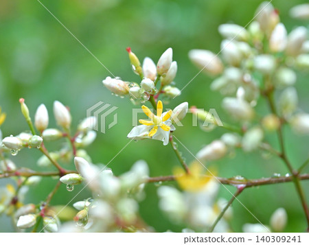 Nandina flowers adorned with raindrops: A scene of early summer blooming in a garden of fresh greenery. Nandina flowers adorned with raindrops: A scene of early summer blooming in a garden of fresh greenery. 140309241