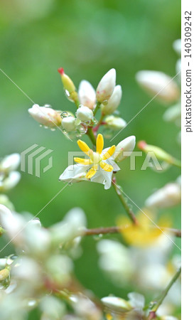 雨滴點綴著南天竹花：初夏時節，花園裡綠意盎然，繁花盛開，構成了一幅美麗的景象。 140309242