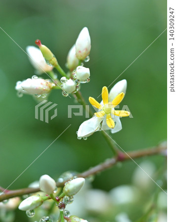 Nandina flowers adorned with raindrops: A scene of early summer blooming in a garden of fresh greenery. Nandina flowers adorned with raindrops: A scene of early summer blooming in a garden of fresh greenery. 140309247