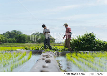 Farmers walking along the field paths Farmers walking along the field paths 140309265