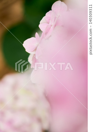 A close-up of early summer pink hydrangeas, with the beauty of the flowers enhanced by the three-dimensional bokeh in the foreground and background. A close-up of early summer pink hydrangeas, with the beauty of the flowers enhanced by the three-dimensional bokeh in the foreground and background. 140309311