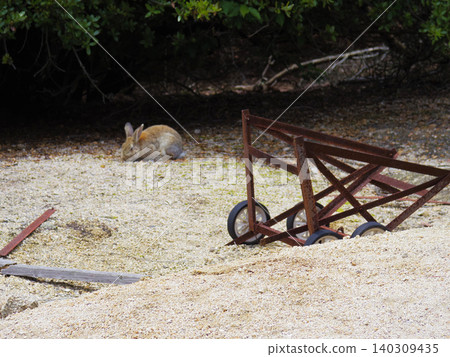 Wild rabbits on Okunoshima Island Wild rabbits on Okunoshima Island 140309435