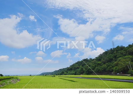 paddy paddy 140309550