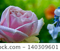 A light drizzle falls on a summer dawn. Roses of early summer. 140309601