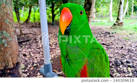 Close-up photo of the Sulawesi parrot (Tanygnathus megalorynchos), an endemic hook-billed bird with bright colors 140309619