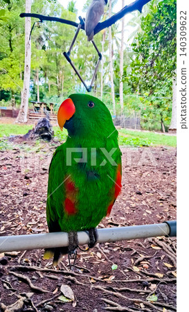 Close-up photo of the Sulawesi parrot (Tanygnathus megalorynchos), an endemic hook-billed bird with bright colors Close-up photo of the Sulawesi parrot (Tanygnathus megalorynchos), an endemic hook-billed bird with bright colors 140309622
